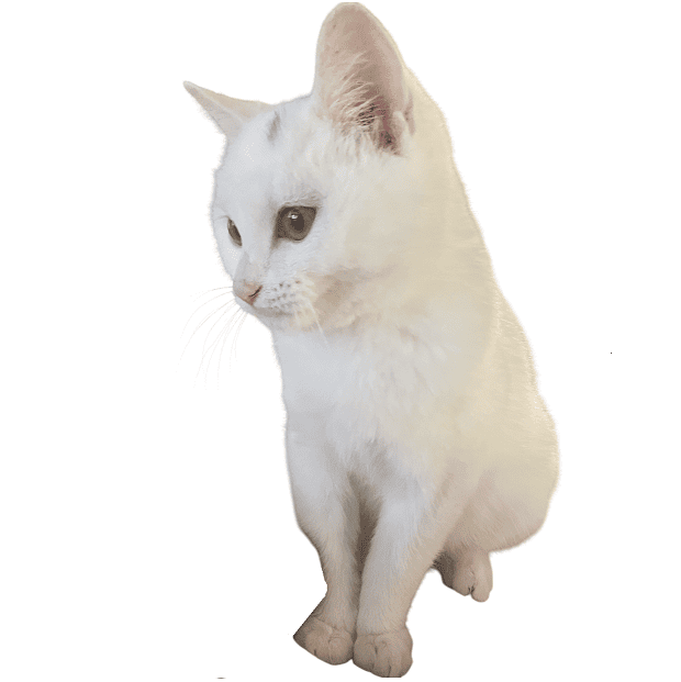 白猫・ゆき社長