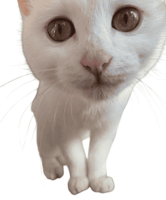 おとなりサポート　白猫社長　ゆき