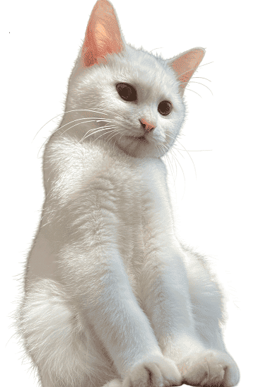 おとなりサポート　白猫社長　ゆき